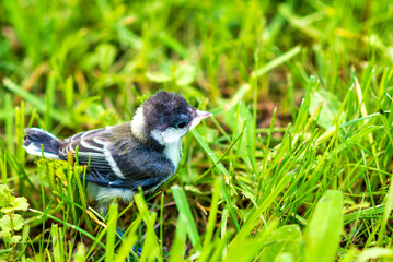 The chick tit on a summer green meadow. Great Tit, Parus major.Cyanistes caeruleus or Parus caeruleus.green background.
