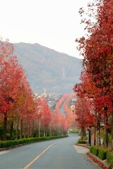 road in autumn