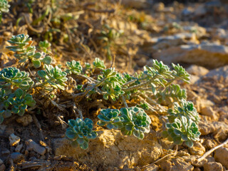 Succulent plants in natural habitat