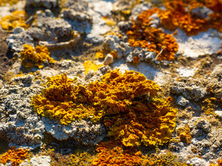 Lichens on rocky cliff ledges