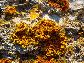 Naklejka na ściany i meble Lichens on rocky cliff ledges
