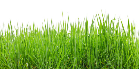 Fresh spring green grass isolated on white background.
