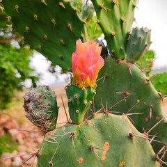 Barbary fig Plant, Opuntia ficus-indica, Nopal, flower