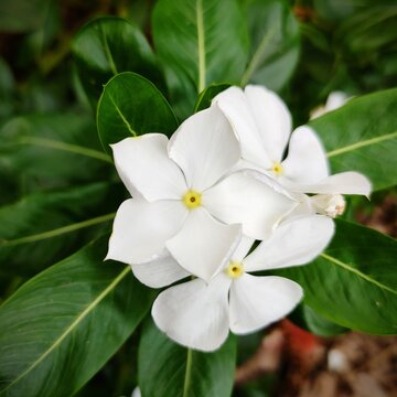 white  roseus flower. white flowers, White orchid flower, Catharanthus roseus