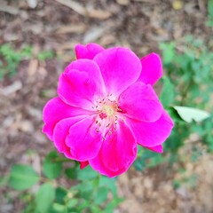 Pink Rose flower in the garden. Pink Rose