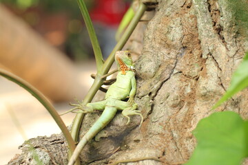 Cute animal, an iguana is relaxing on a tree.