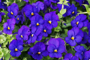 Violet pansy flowers in a Florence garden