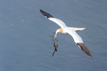 Northern Gannet (Morus bassanus) flying with nesting material at Cape St. Mary's Ecological Reserve, Cape St. Mary's, Avalon Peninsula, Newfoundland, Canada.