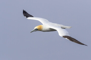 Northern Gannet (Morus bassanus) flying at Cape St. Mary's Ecological Reserve, Cape St. Mary's, Avalon Peninsula, Newfoundland, Canada.