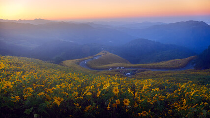 Obraz premium Landscape of Mexican Sunflower (Tung Bua Tong) field on mountain hill in morning blue sky, Mae Hong Son, Thailand