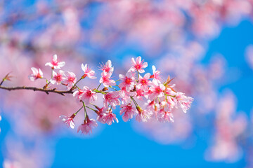 Beautiful  Pink Cherry Blossom on nature background, Sakura flower blooming