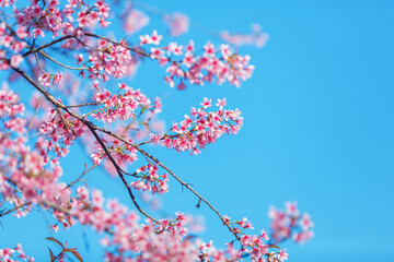 Beautiful  Pink Cherry Blossom on nature background, Sakura flower blooming