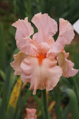 Fototapeta premium Pink iris with purple hues