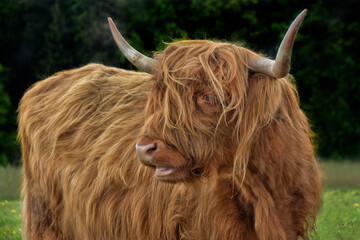 eine Schottin im Schwarzwald