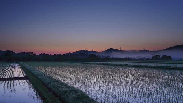 Morning sunrise Time-lapse from the rice paddy〜タイムラプス　水田からの日の出 
