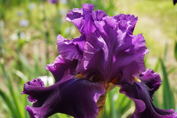 Purple iris in a garden