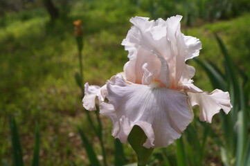 White iris with pink shades