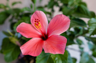 hibiscus red