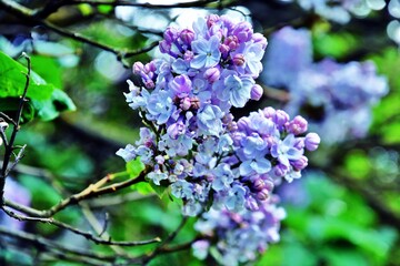 Lilac flowers in the garden