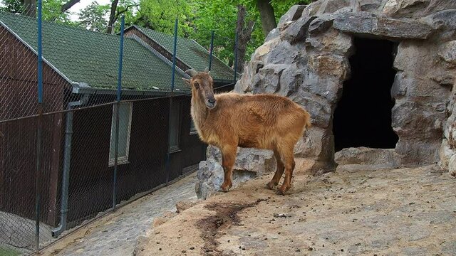 Himalayan tar. Mammal of the family of the Pole, the genus of tara, Hemitragus jemlahicus. Himalayan tahr in the zoo with big horns looking at the camera.
