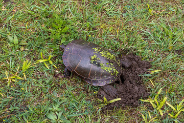 High angle view of Painted Turtle - Chrysemys picta - digging a hole and nest in the dirt to lay her eggs. 