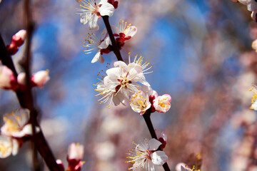 branches and flowers of cherry blossoms. selective soft focus