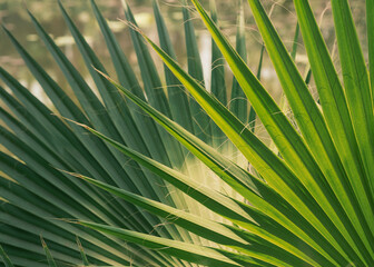 Abstract summer background. Palm leaves, fragment.