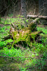 pień drzewa, karpa, wycinka lasów, wysychanie © rpetryk