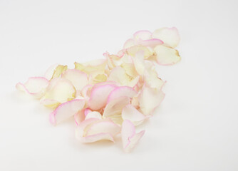 Fototapeta na wymiar Petals of a pink rose on white background. Festive gift card with copy space, layout.