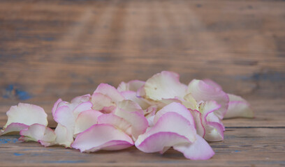 White rose petals on a rustic wooden background, copy space