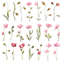Collection of hand painted watercolor pink flowers. Botanical illustrations