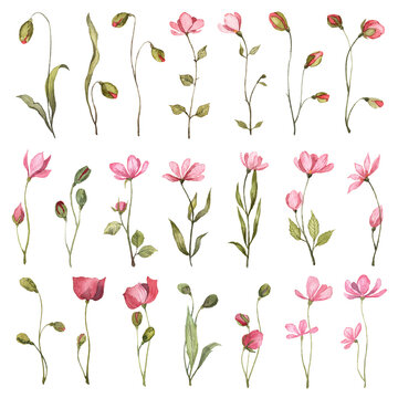 Collection of hand painted watercolor pink flowers. Botanical illustrations
