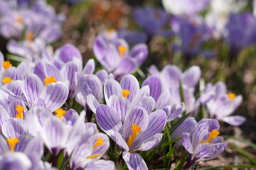 クロッカス　春に咲く紫の花
