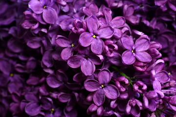 Naklejka na ściany i meble Close up of purple Lilac, Syringa vulgaris. Lilac blossom, Close-up of a common lilac