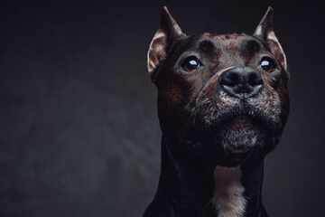 Headshot of staffordshire bullterrier with dark brown fur