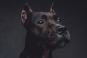 Headshot of staffordshire bullterrier with dark brown fur