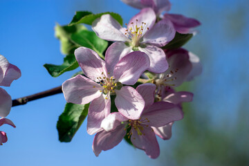 apple tree flowers in spring close-up