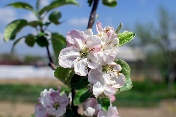 apple flowers close-up