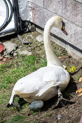 the swan in the park laid an egg