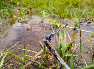 dragonfly on the grass