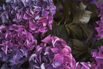 Fototapeta na wymiar Hortensia flowers from above. Colorful purple shades, natural background, dark fade colors. Closeup, minimalist concept, still life, background for text 