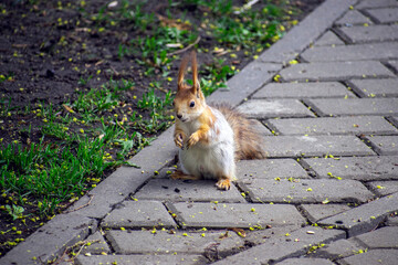 squirrel in the park in spring