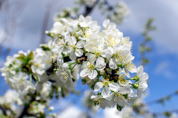 apple tree branch with flowers in spring