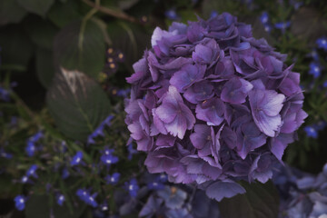 Hortensia flowers from above. Colorful purple shades, natural background, dark fade colors....