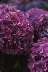 Hortensia flowers from above. Colorful purple shades, natural background, dark fade colors. Closeup, minimalist concept, still life, background for text 