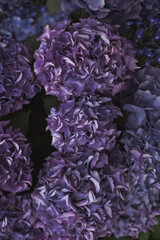 Hortensia flowers from above. Colorful purple shades, natural background, dark fade colors. Closeup, minimalist concept, still life, background for text 