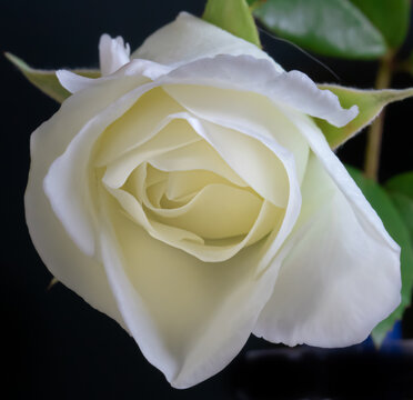 white rose in full bloom on a black background