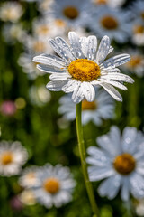 a flowery meadow with marguerites (Leucanthemum vulgare)