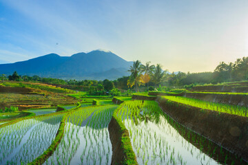 Indonesian landscape view with mountains and sunrise sky in the morning in a small village rice field
