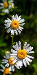 Fototapeta premium a flowery meadow with marguerites (Leucanthemum vulgare)